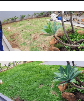 Antes y después de un jardín con mejor cobertura verde